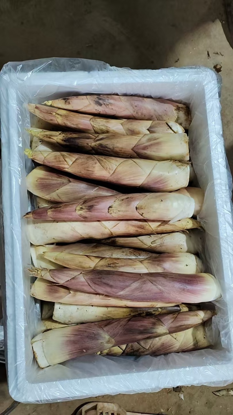 八月秋笋，现在正式上市质量好，鲜嫩可口