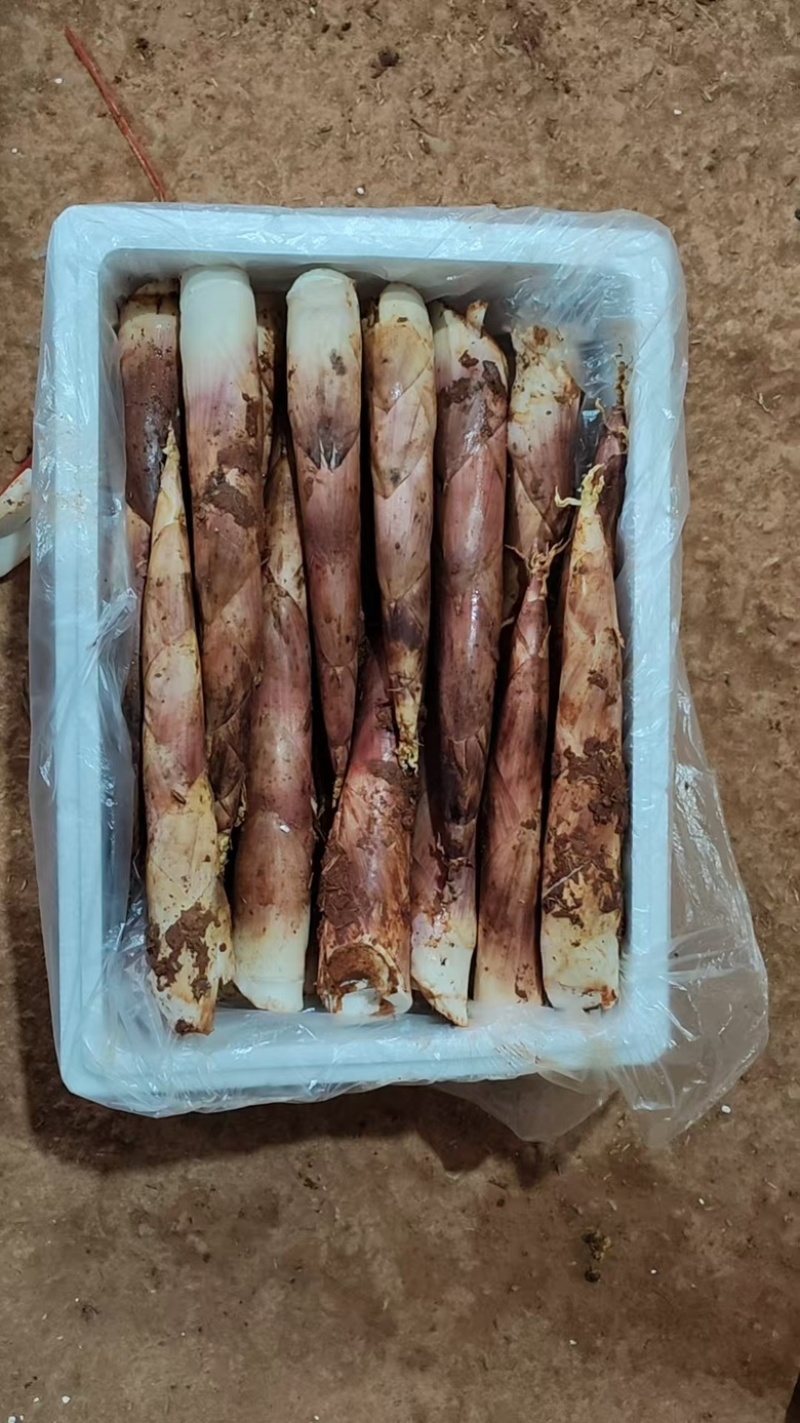 八月秋笋，现在正式上市质量好，鲜嫩可口