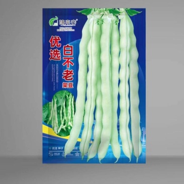 白不老架豆种子早熟蔓生嫩荚白绿色荚长30左右商品性好