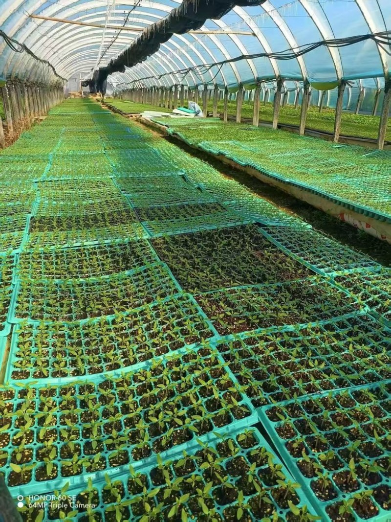 树番茄苗一元一棵金平县