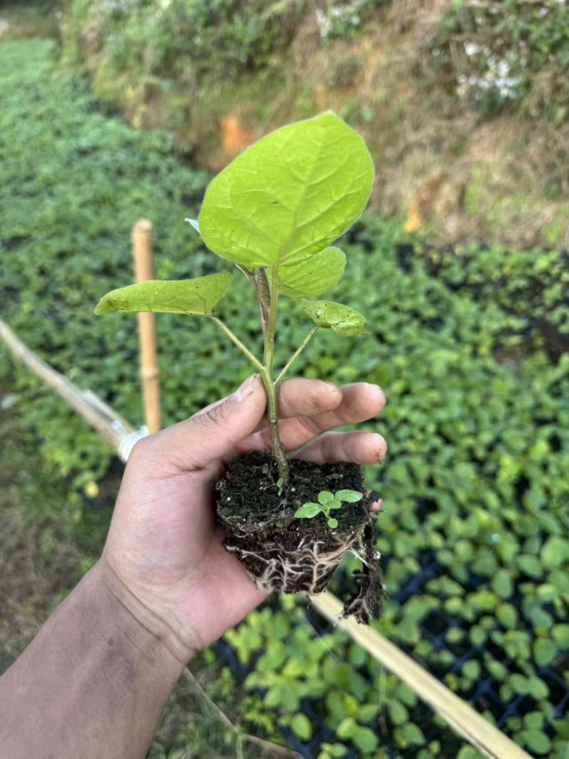 树番茄苗一元一棵金平县