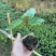 树番茄苗一元一棵金平县