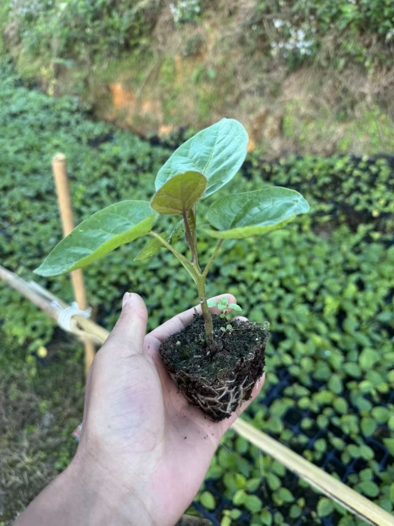 树番茄苗一元一棵金平县