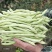 白不老架豆种子早熟蔓生嫩荚白绿色荚长30左右商品性好