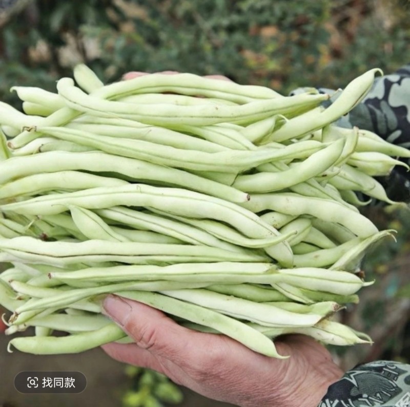 白不老架豆种子早熟蔓生嫩荚白绿色荚长30左右商品性好