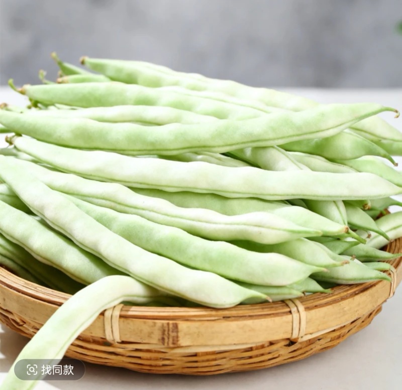 白不老架豆种子早熟蔓生嫩荚白绿色荚长30左右商品性好