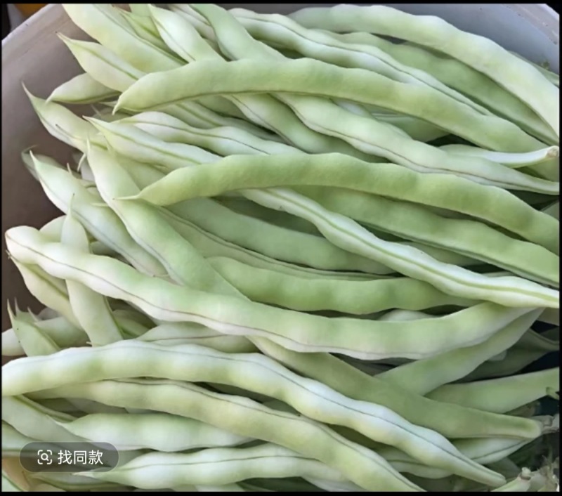 白不老架豆种子早熟蔓生嫩荚白绿色荚长30左右商品性好