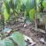 江西金钩藤种植基地优质药材苗移栽易成活好管理可视频基地