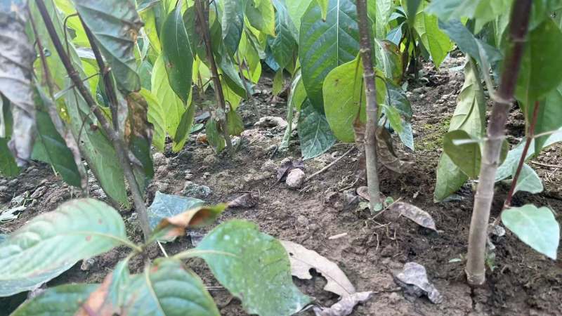 江西金钩藤种植基地优质药材苗移栽易成活好管理可视频基地