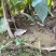 江西金钩藤种植基地优质药材苗移栽易成活好管理可视频基地