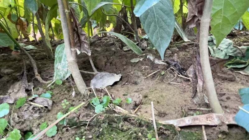 江西金钩藤种植基地优质药材苗移栽易成活好管理可视频基地