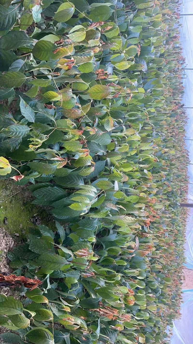 江西金钩藤种植基地优质药材苗移栽易成活好管理可视频基地