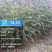 江西金钩藤种植基地优质药材苗移栽易成活好管理可视频基地