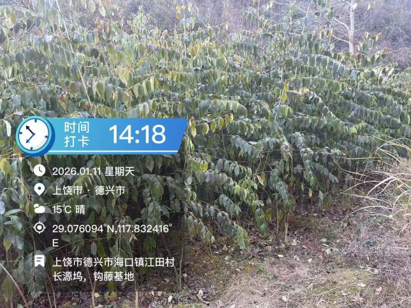 江西金钩藤种植基地优质药材苗移栽易成活好管理可视频基地
