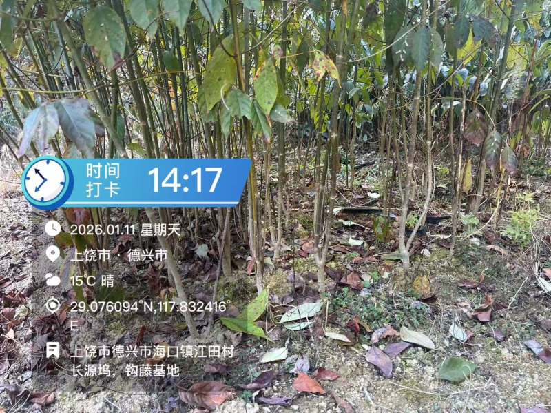 江西金钩藤种植基地优质药材苗移栽易成活好管理可视频基地
