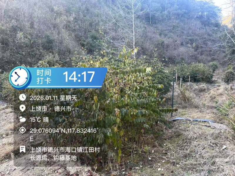 江西金钩藤种植基地优质药材苗移栽易成活好管理可视频基地