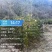江西金钩藤种植基地优质药材苗移栽易成活好管理可视频基地