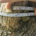 罗汉松，地径20cm~30cm，地景树，1000棵，