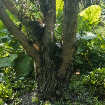 罗汉松，地径20cm~30cm，地景树，1000棵，