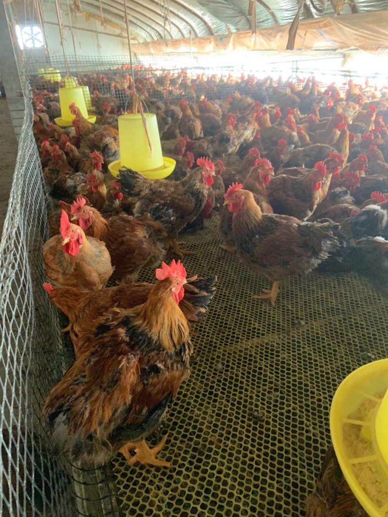 甘肃一手货源活鸡芦花鸡新鲜上市价格美丽对接全国量大从优
