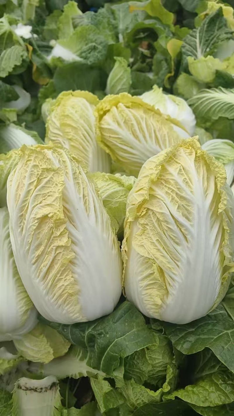 河南娃娃菜无黑点无烧心烧边鲜嫩不失水