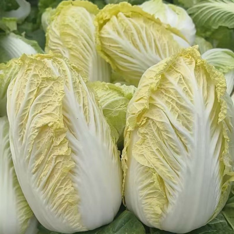 河南娃娃菜无黑点无烧心烧边鲜嫩不失水