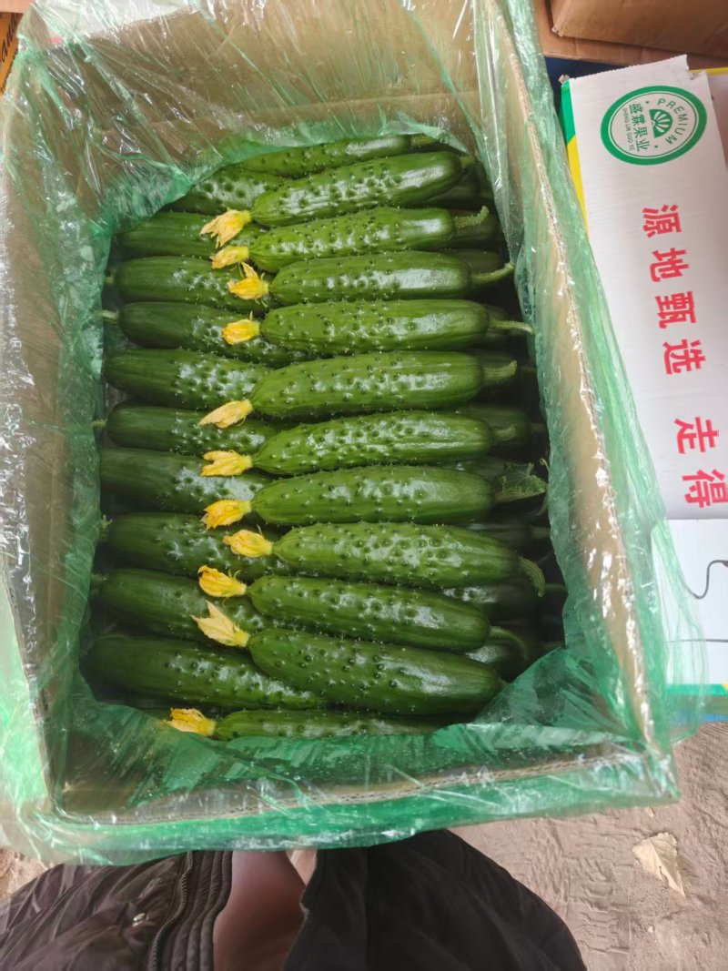 【辽宁旱黄瓜】精选旱黄瓜/新鲜现摘/坏了包赔