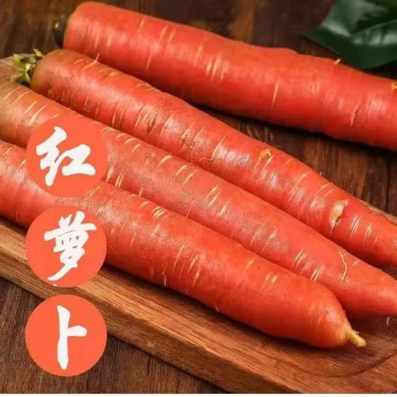 精品红萝卜秤杆红萝卜常年走货大量供应可视频看货欢