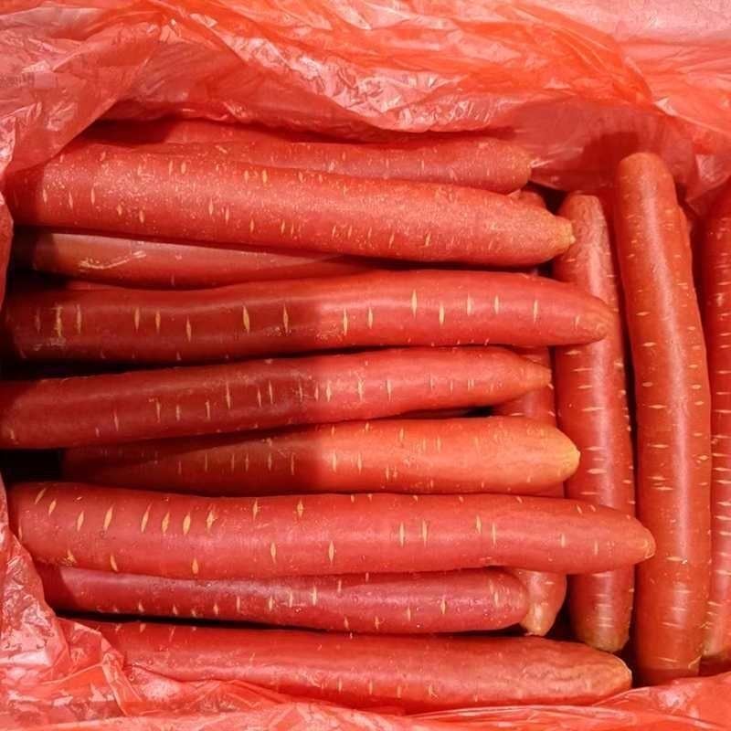 精品红萝卜秤杆红萝卜常年走货大量供应可视频看货欢