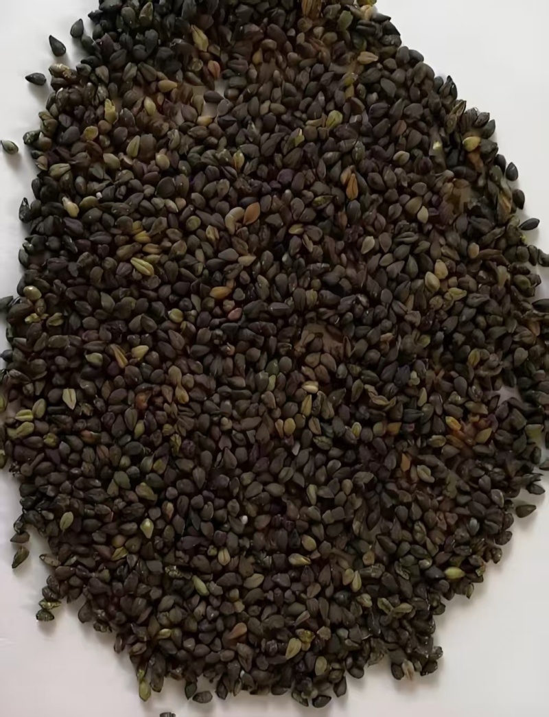 苦荞苦荞麦厂家直供量大从优价格实惠食品加工厂