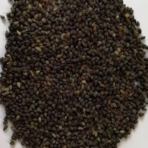 苦荞苦荞麦厂家直供量大从优价格实惠食品加工厂