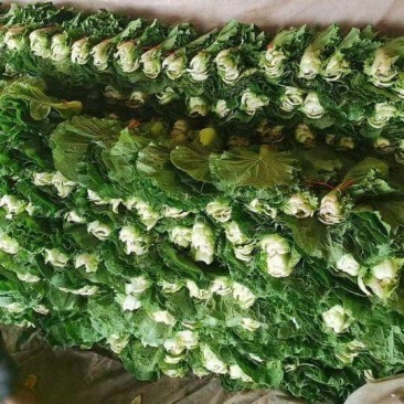 内蒙赤峰白菜叶，工人精挑细选，畅销北京，东北市场，饭包嘎