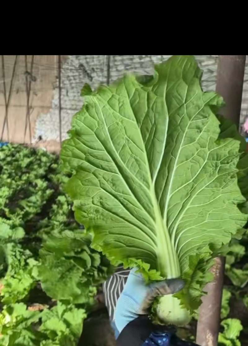 内蒙赤峰白菜叶，工人精挑细选，畅销北京，东北市场，饭包嘎