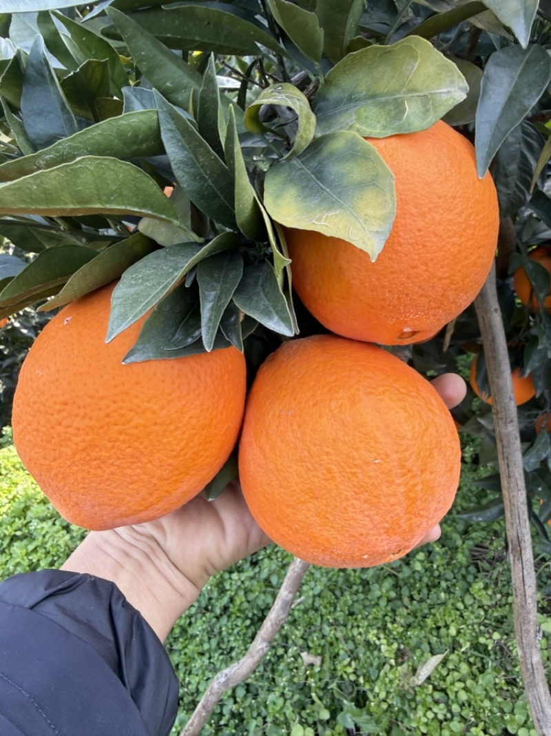【实力推荐】湖北纽荷尔脐橙对接电商超市市场提供按需包装