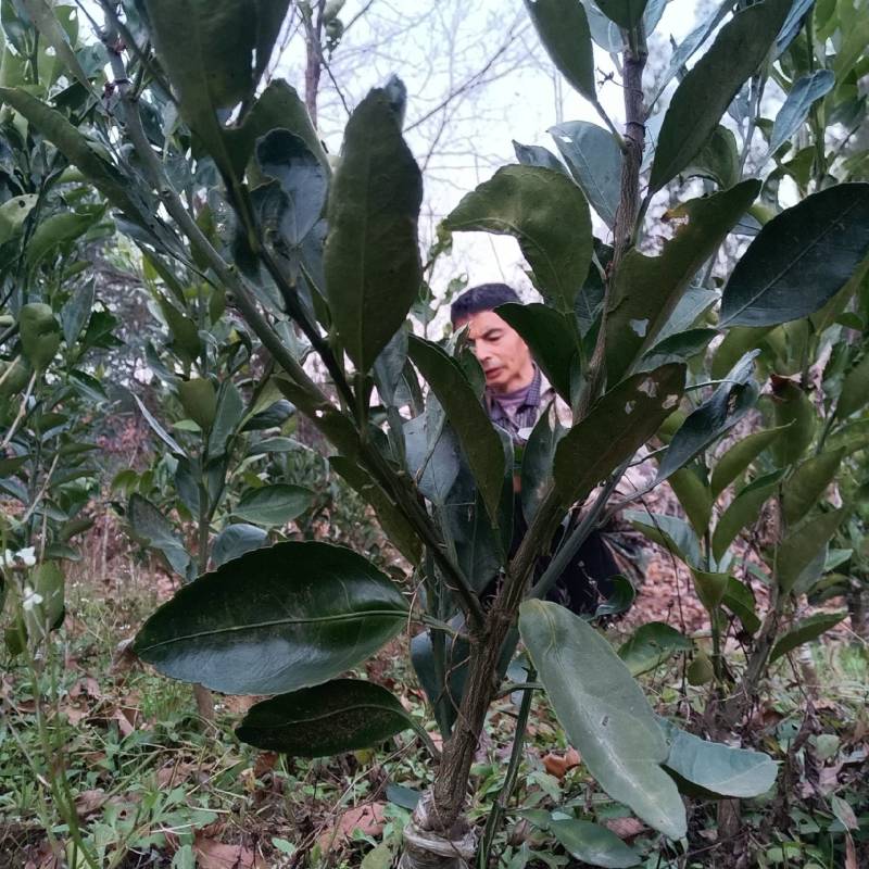 【热卖中】四川爱媛果冻橙38苗爱媛橙苗基地直发一条龙服务