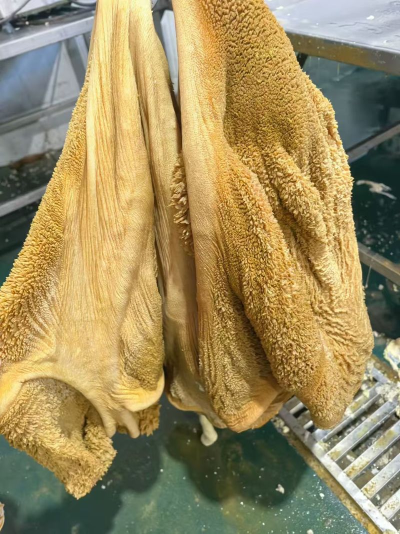 牛毛肚:内蒙草地黄牛的毛肚，生的带金钱肚，质量好出成率高