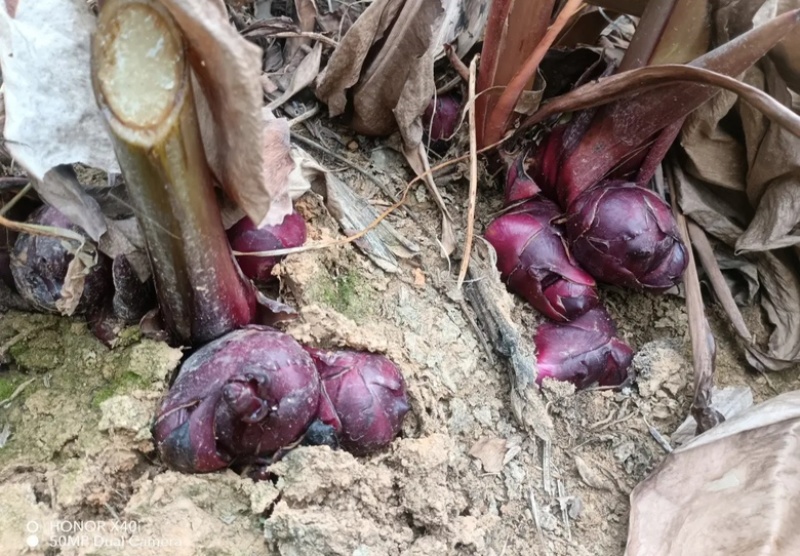 旱藕广西芭蕉芋产地直发量大，从优对接全国市场欢迎咨询