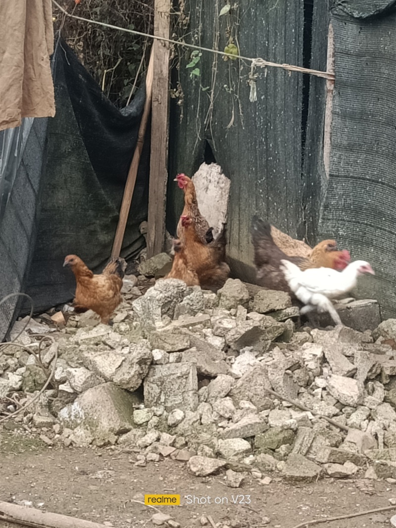 【推荐】云南土鸡老母鸡/散养走地鸡平均鸡龄1年以上