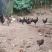 【推荐】云南土鸡老母鸡/散养走地鸡平均鸡龄1年以上