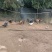 【推荐】云南土鸡老母鸡/散养走地鸡平均鸡龄1年以上