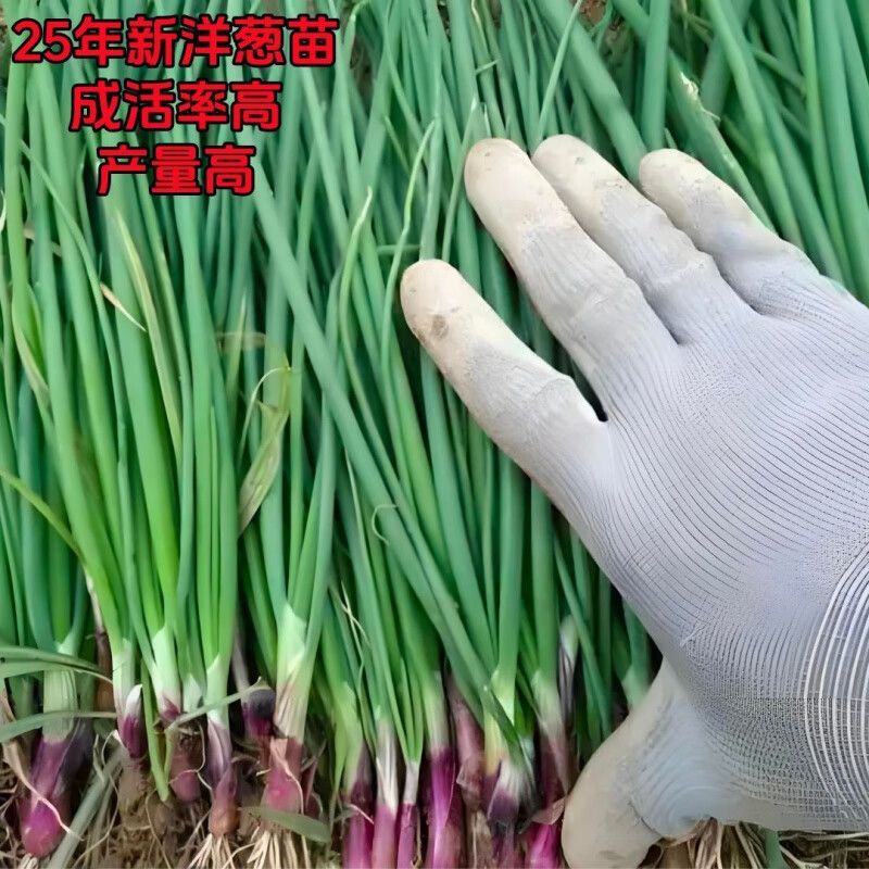紫洋葱苗