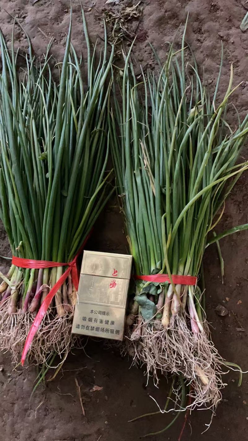 紫洋葱苗