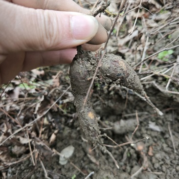 露天种植白心白蔹苗，农家精心种植一年以上。