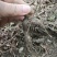 露天种植白心白蔹苗，农家精心种植一年以上。