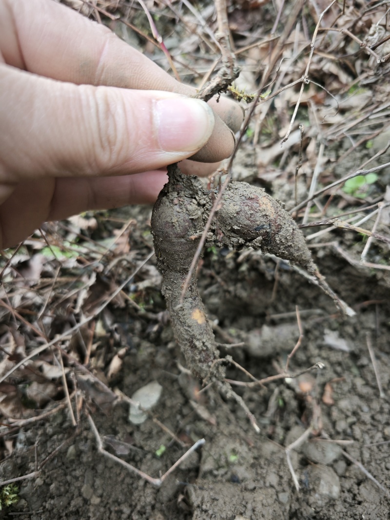 露天种植白心白蔹苗，农家精心种植一年以上。