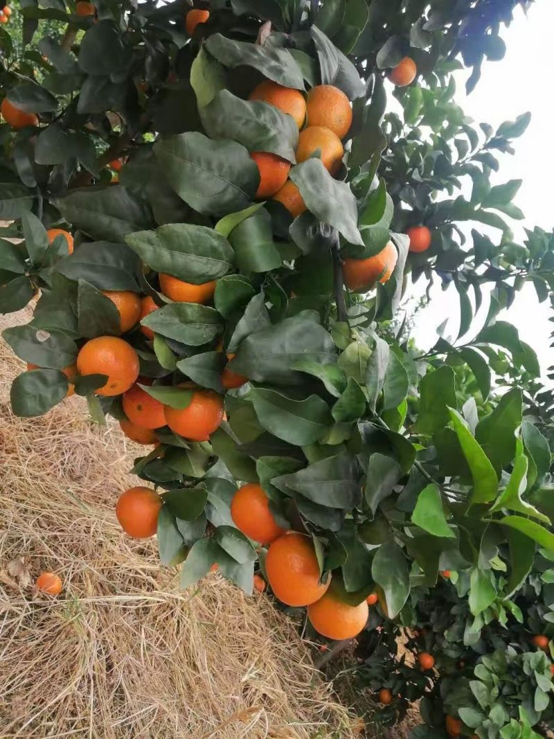 广西砂糖橘