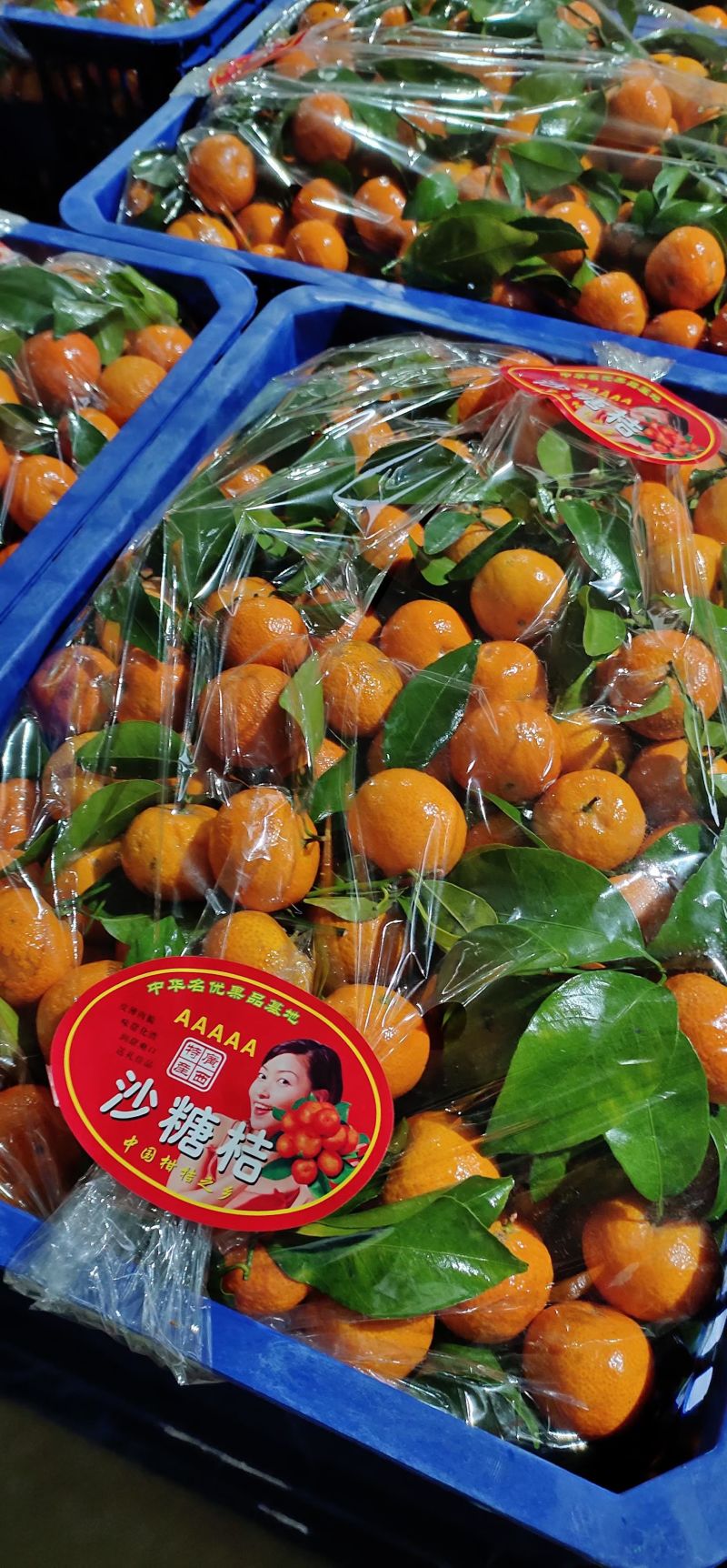 广西砂糖橘