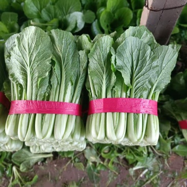精品小白菜，大量有货