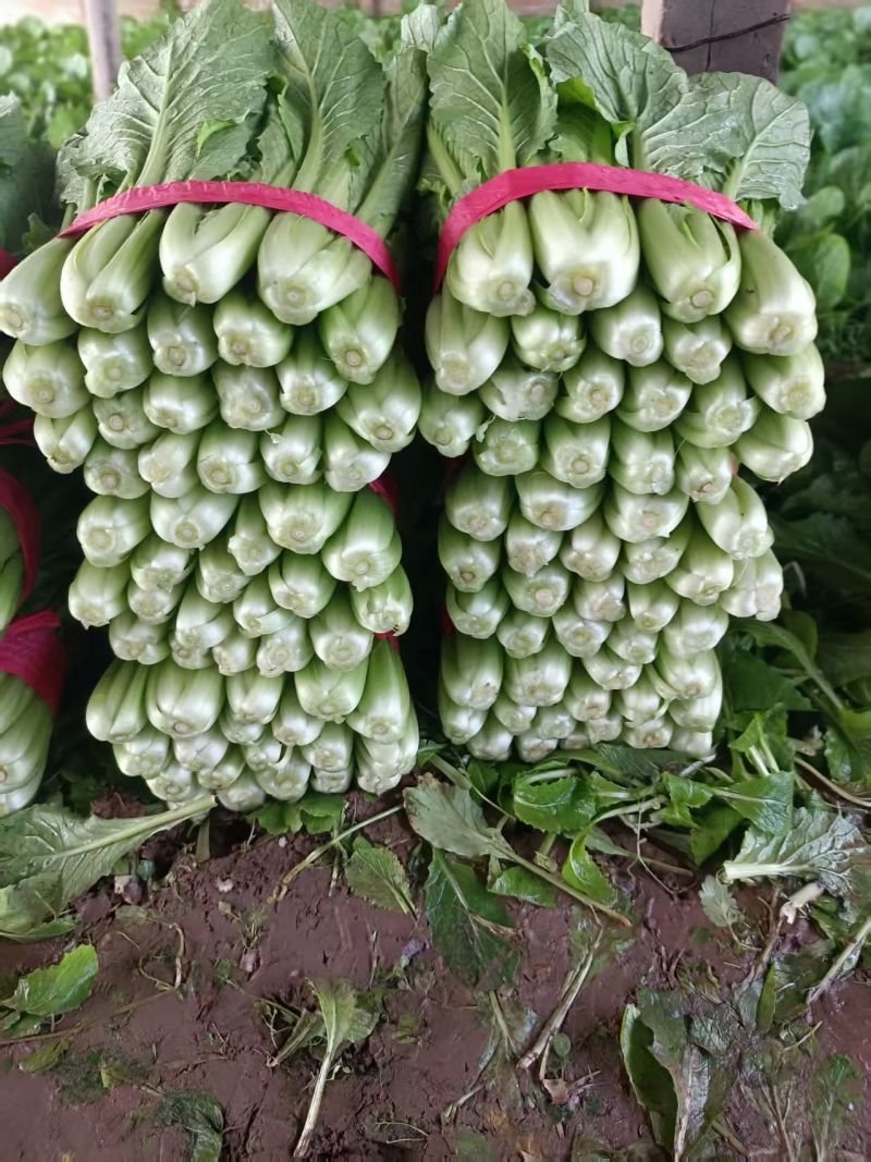 精品小白菜，大量有货