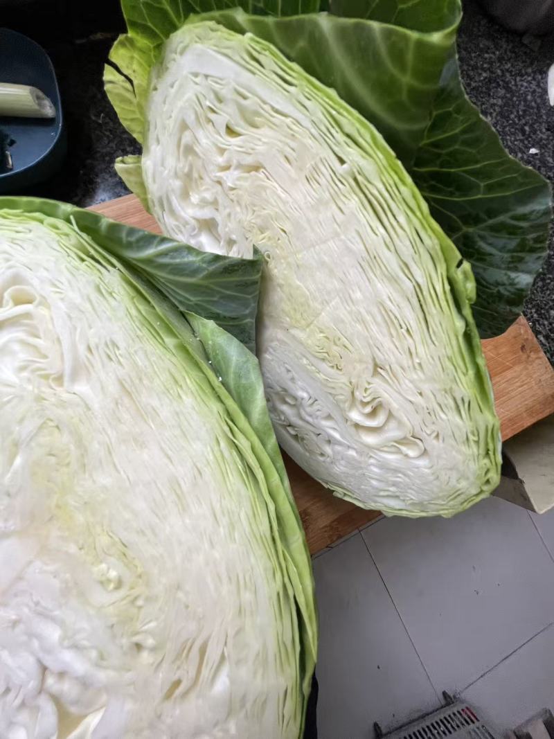 天门市包菜/湖北包菜/对接全网电商团购